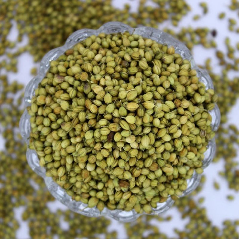 Single Parrot Coriander