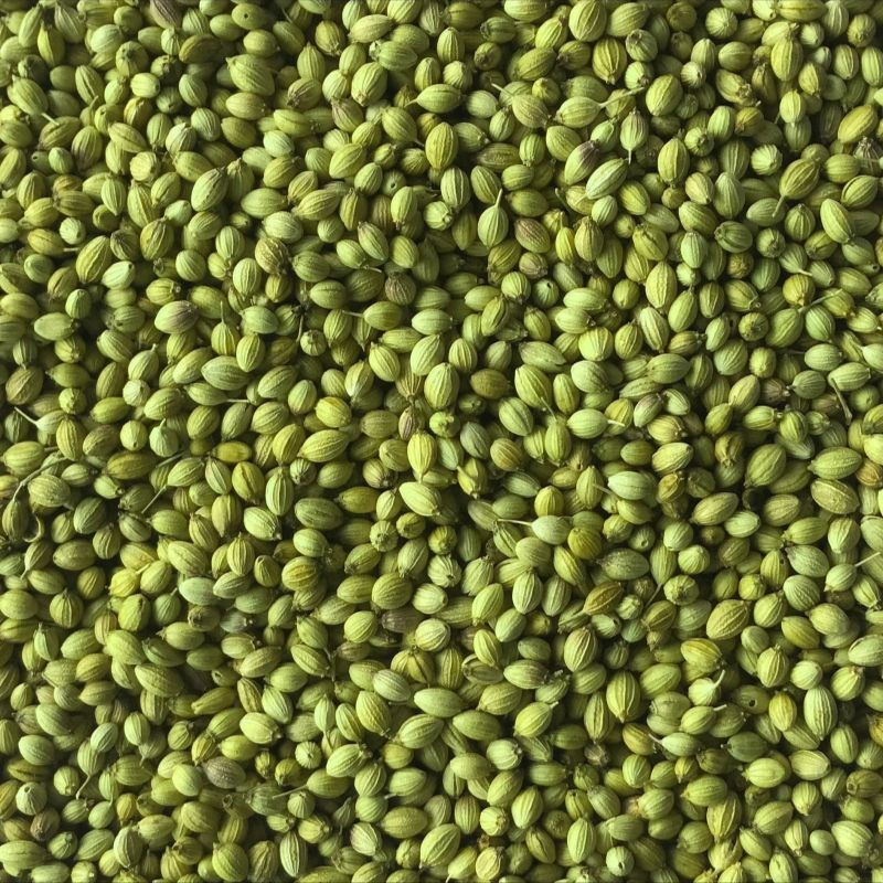 Double Parrot Coriander