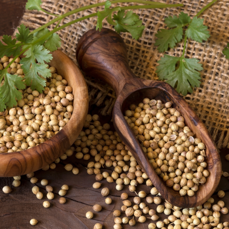 Eagle Coriander